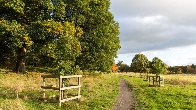 Pathway from the car park lined with new trees at Acorn Bank, Cumbria